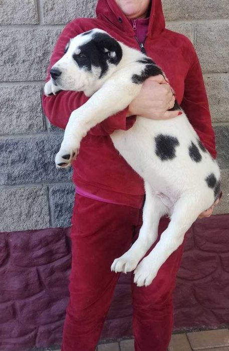 Алабай, середньоазіацька вівчарка