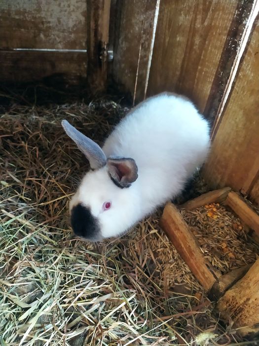 Продаж  кролів  Каліфорнія  самці та самки