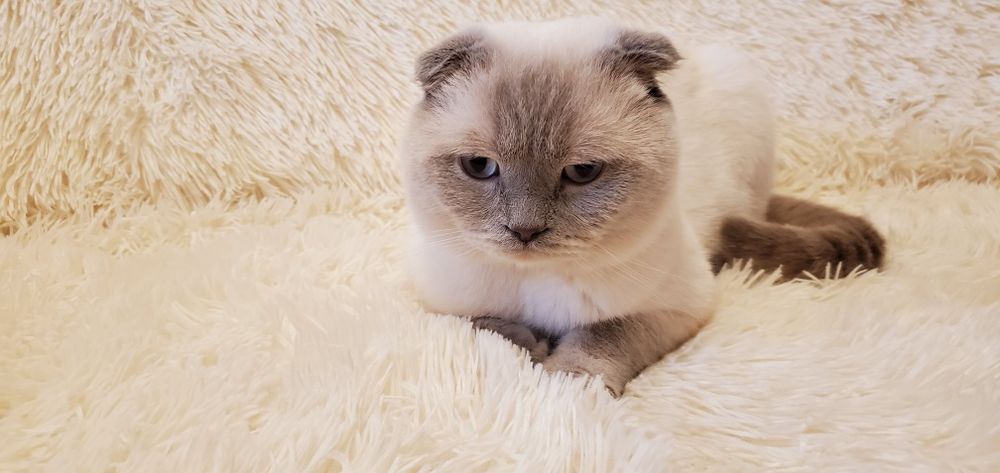 вислоухий лилак поинт