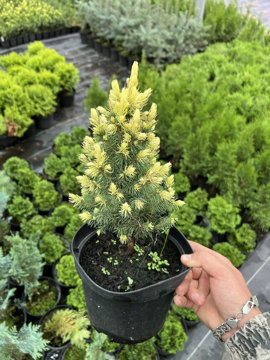 Туя, Смарагд, Ялівець, Ялинка, Кипарис, хвойні,декоративні рослини.