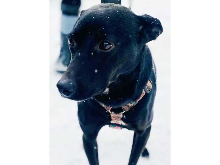 Przyjazny, ŁAGODNY, średni (13kg) pies