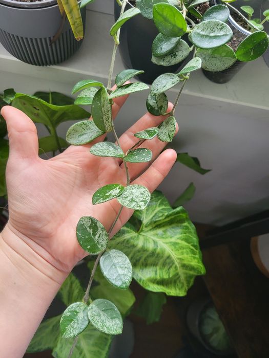 Mathilde splash cięta