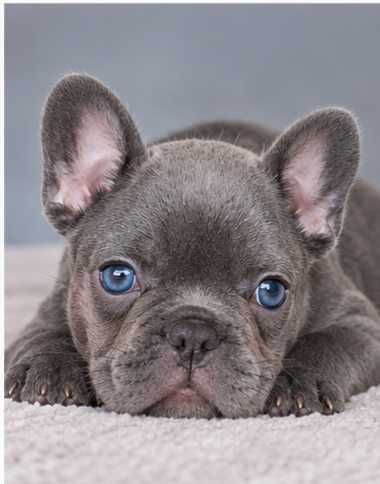 Buldogue francês fêmea