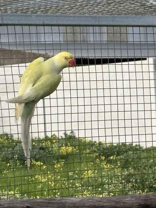Ring neck Azul turqueza Pálido