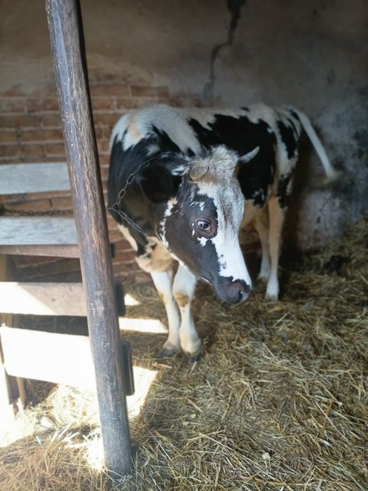 Молода тільна корова