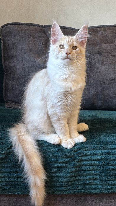 Кошеня Менй Кун хлопчик