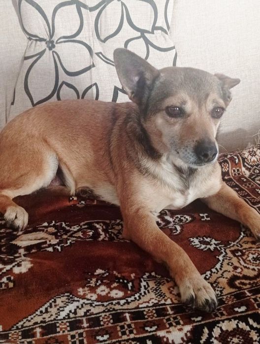 Невеличка собачка Боня шукає люблячих господарів!