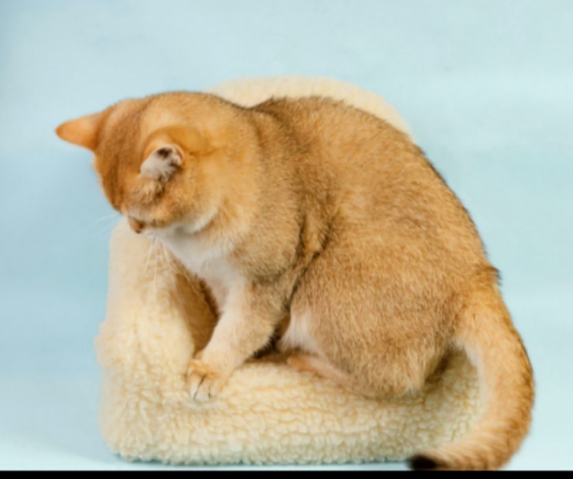 Котята золотая шиншилла
