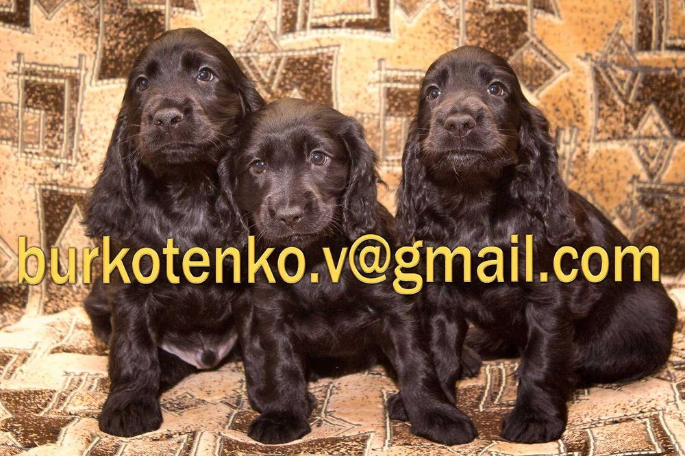 Вязка англійський кокер спанієль рідкісного окрасу