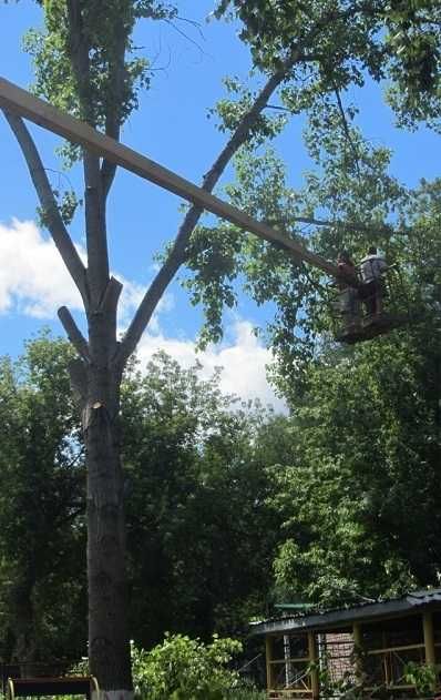 Професійне зрізання та валка дерев