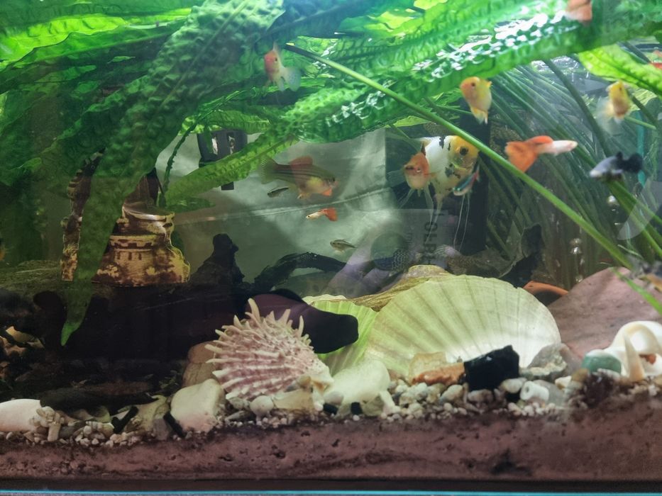 ZBROJNIKI zdrowe z ogólnego akwarium.