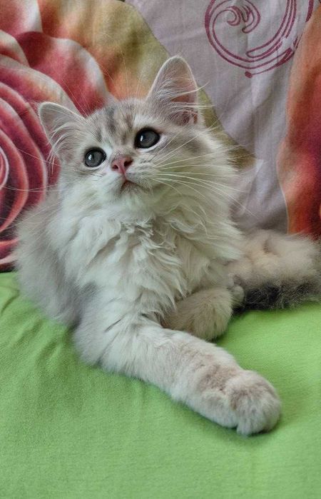 Шотландский длинношерстный котик в окрасе голубое золото ау11