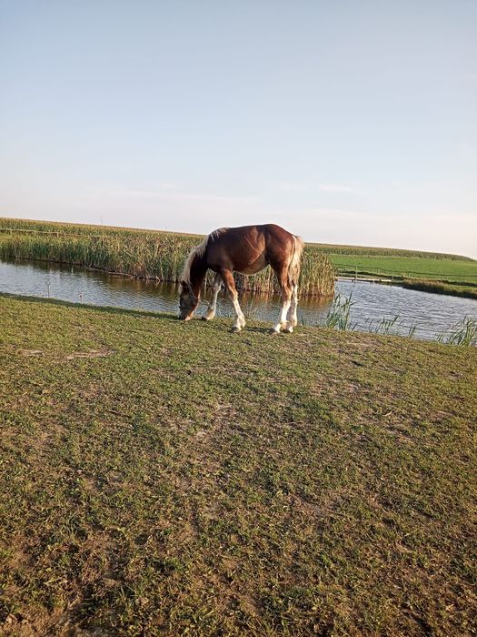 Sprzedam Źrebaki odsadki