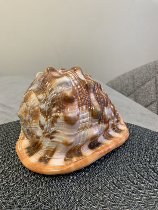 Морская ракушка из о.Маврикий