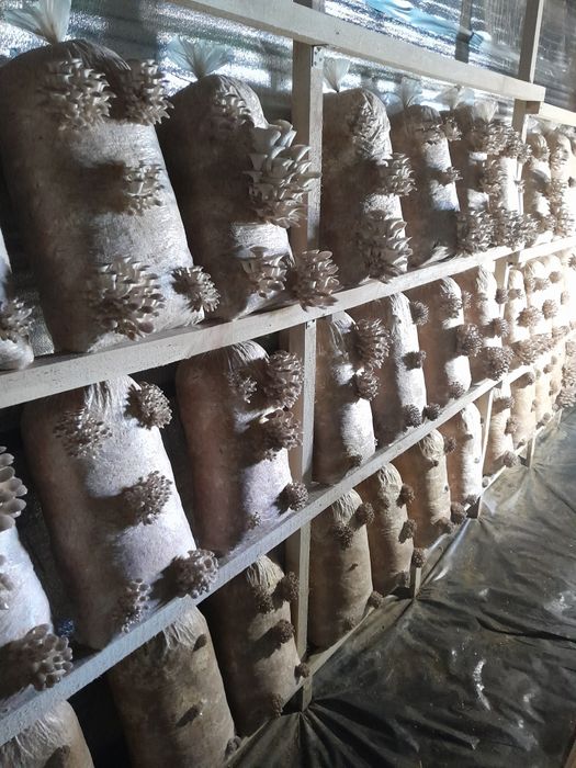 Грибные блоки вешенки