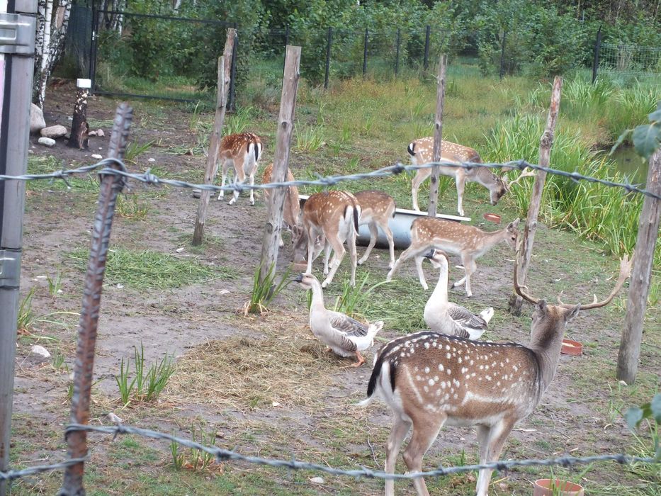 Daniele   3 łanie (zakocone) i 1 byk