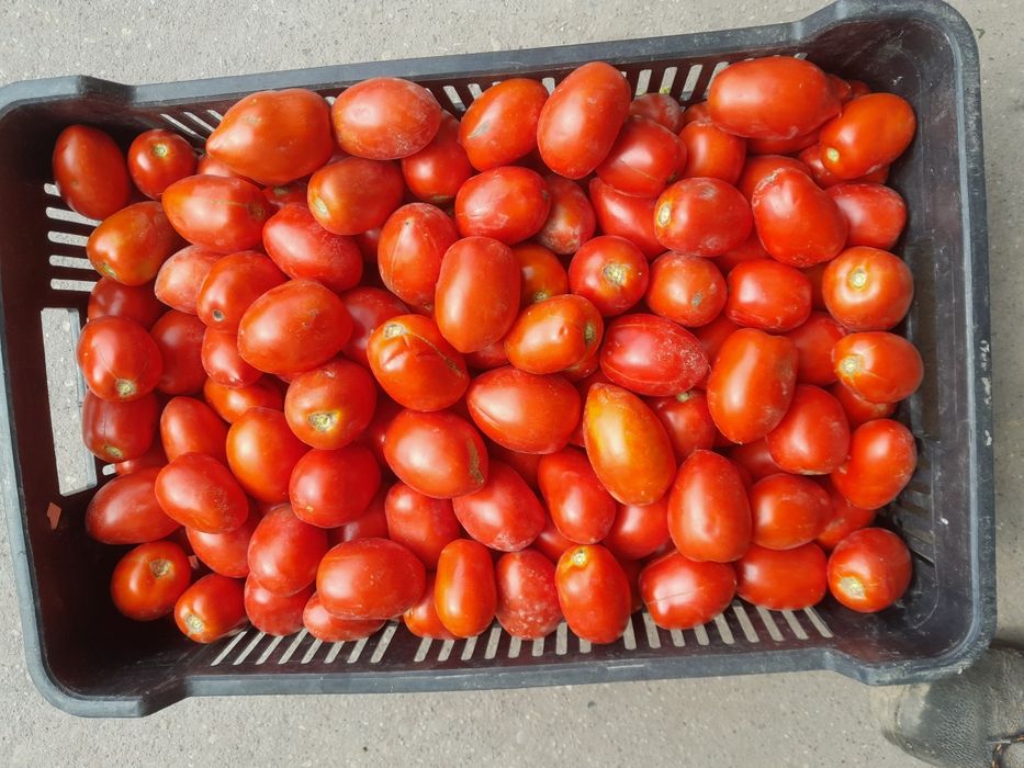 Pomidory na przetwory box 20 kg wysyłka cała Polska