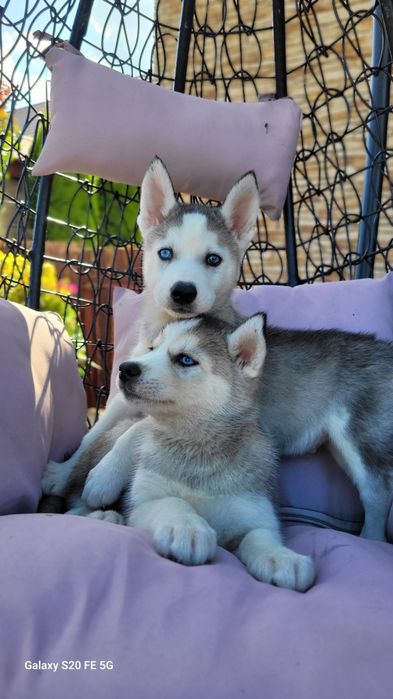 Siberian Husky Błekitne Oczy  Śliczny Maluch
