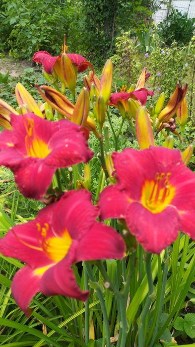 Продам лілейник гібридний насичено- малинового кольору