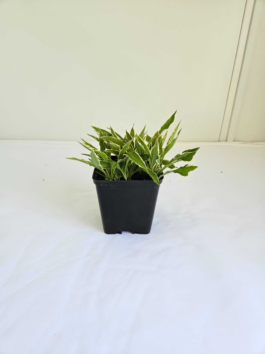 Funkia Hosta 'Francee' – roślina do cienia, białe obrzeżenia liści