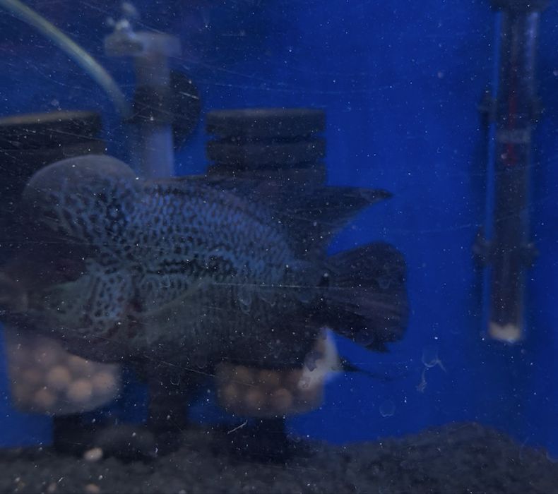 Flowerhorn com cerca de 18 cm