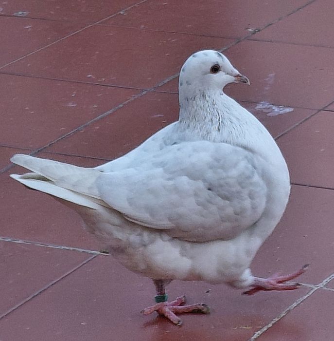 Casal pombos Texan. Pombos de 2025