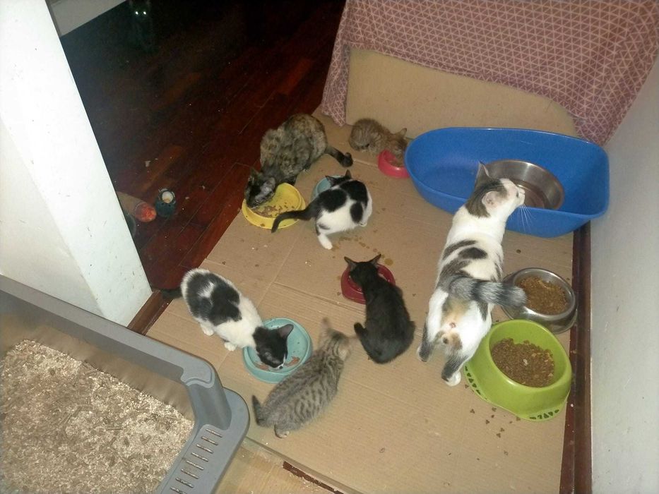 Gatinhos para adoção