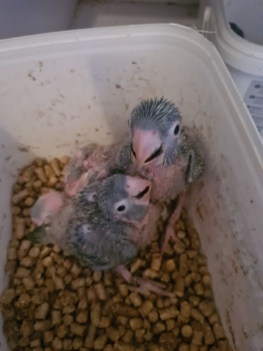 Conures cabeça azul