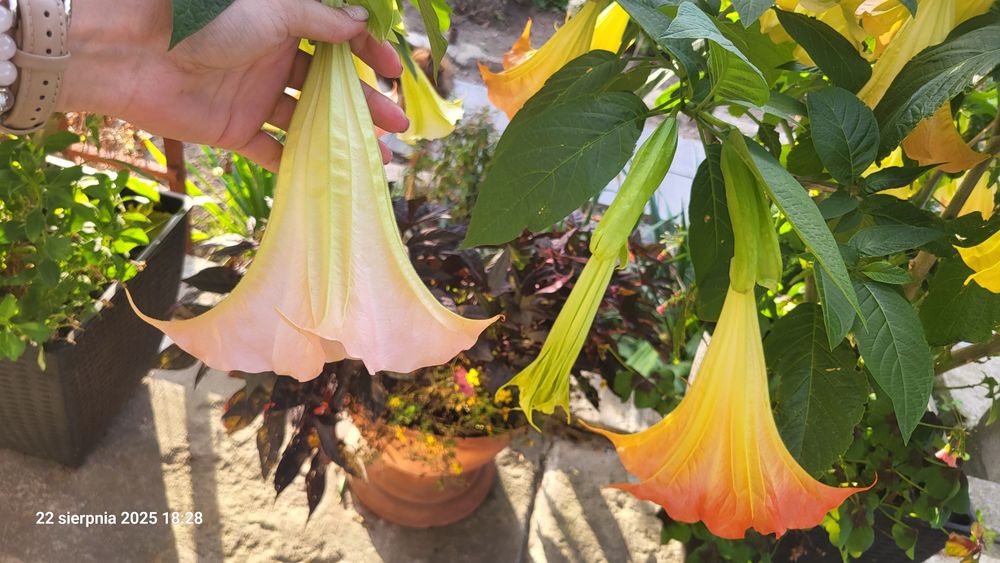Datura anielskie trąby sadzonka bieluń różowa łososiowa