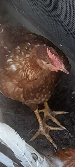 Aves caseiras bonitas