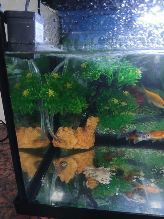 Vendo aquario com tudo que esta na foto (incluindo peixes)