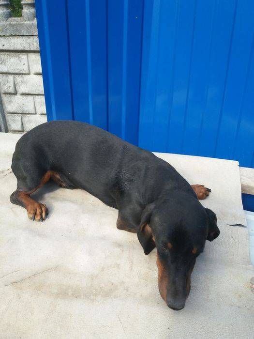 Вихований,підрощений хлопчик такса