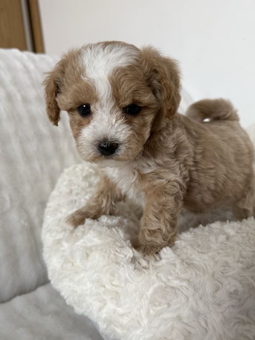 Maltipoo piesek gotowy do odbioru