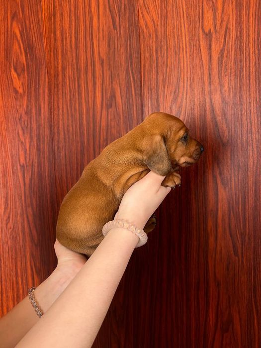 Продаються цуценята такси 
У наявн