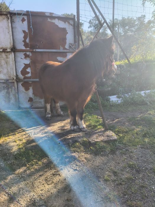 Ponei fêmea mansinha