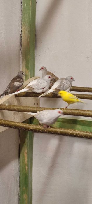 Astryld Trzcinowy Zeberka Gołąbek Diamętowy Przepiórka Chińska