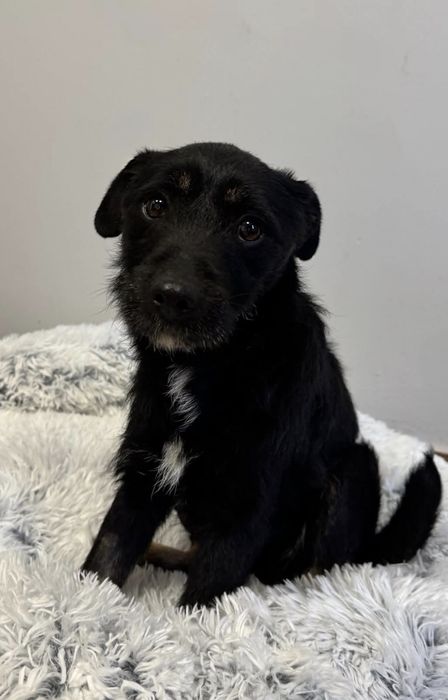 Śliczny grzeczny roczny Frutek do adopcji