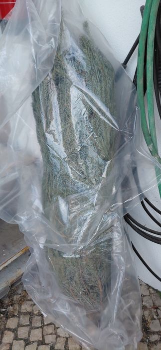 Pinheiro nordico arvore de natal