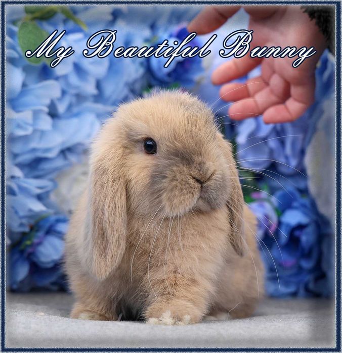 Młody Królik Mini Lop - Harlequin