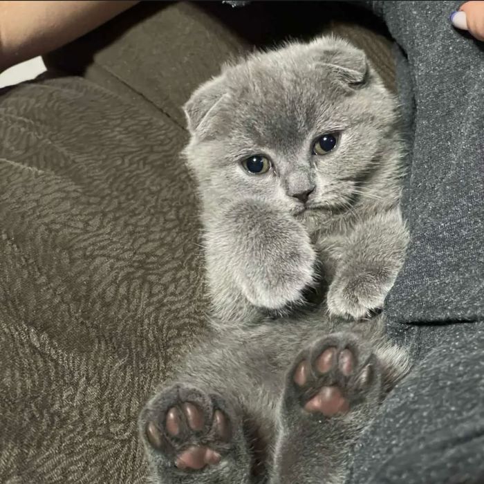 Шотландськькі кошенята