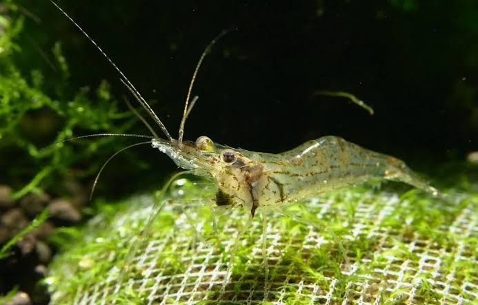 Продам креветки аквариумные