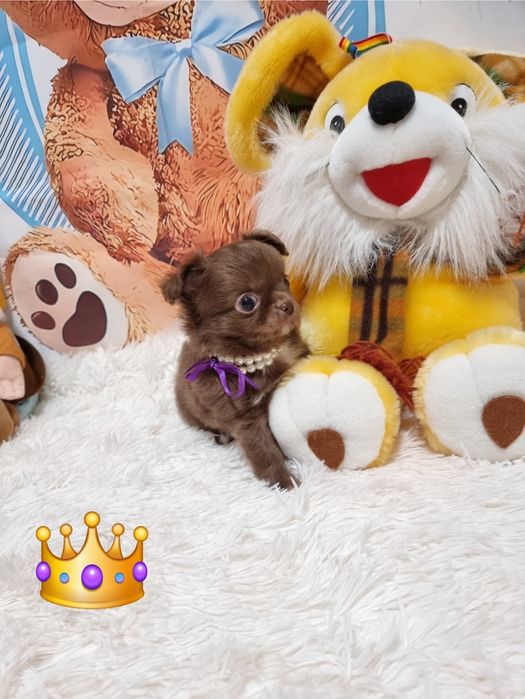 Chihuahua macho chocolate  miniatura de pêlo comprido com Pedigree