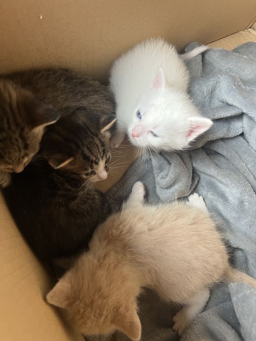 Котики шукають сімʼю