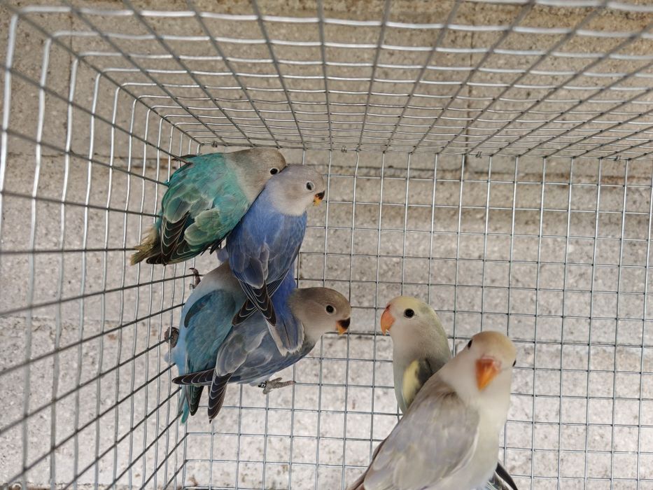 Agapornis Roseicollis