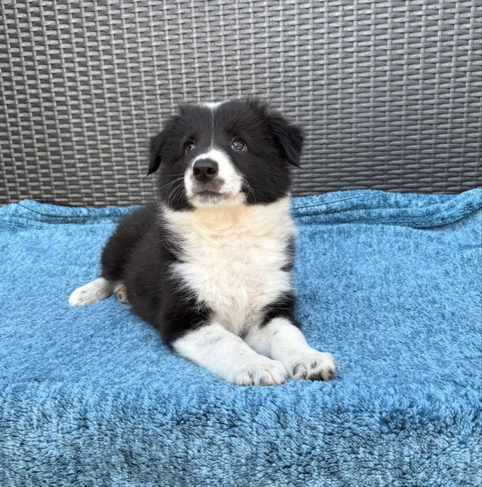 Border Collie przepiękna klasyczna sunia black & white Daisy