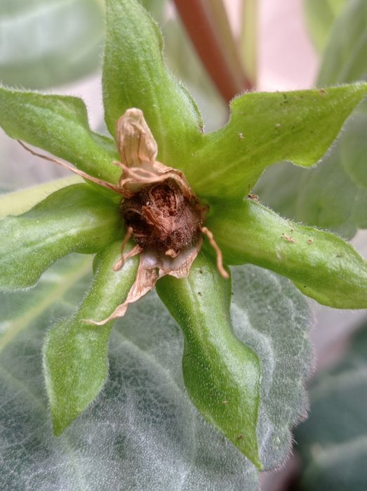 Семена глоксинии красной 10семян 10грн