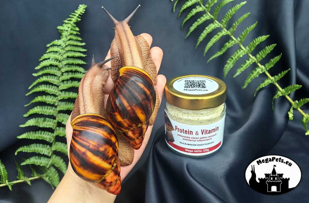 Mix ziaren Protein Ślimak Achatina Lissachatina Archachatina Suplement