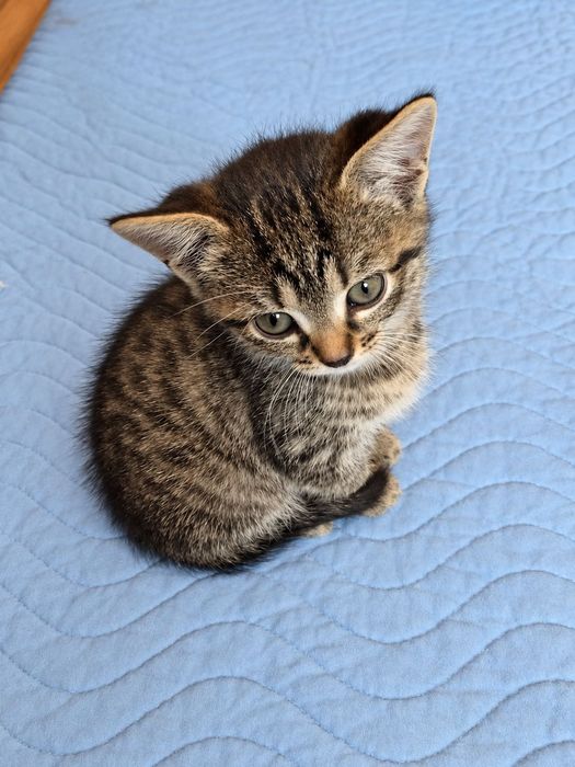 Кошенята шукають дім