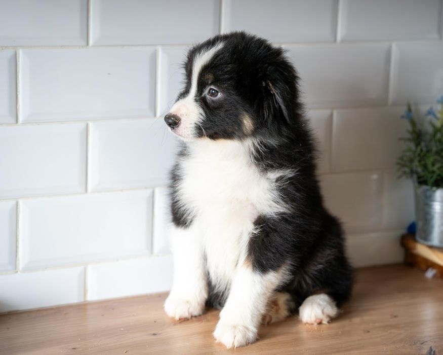 Owczarek Australijski piesek