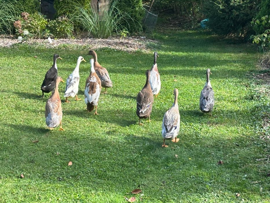 Kaczki biegusy z wiosny dorosłe